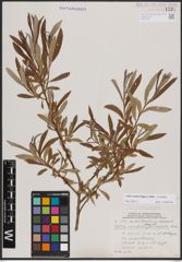Foto von Salix candida Flüggé ex Willd.